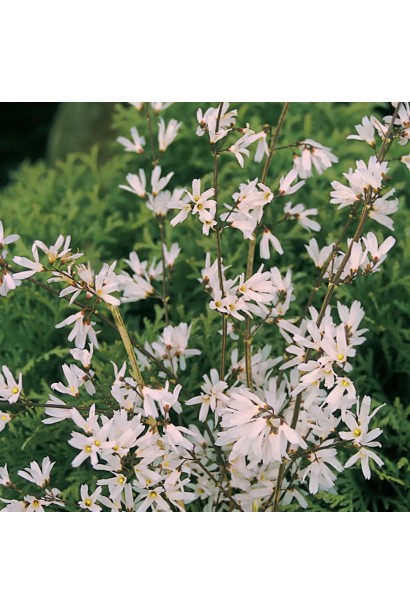 Ранньоквітучий Abeliophyllum distichum